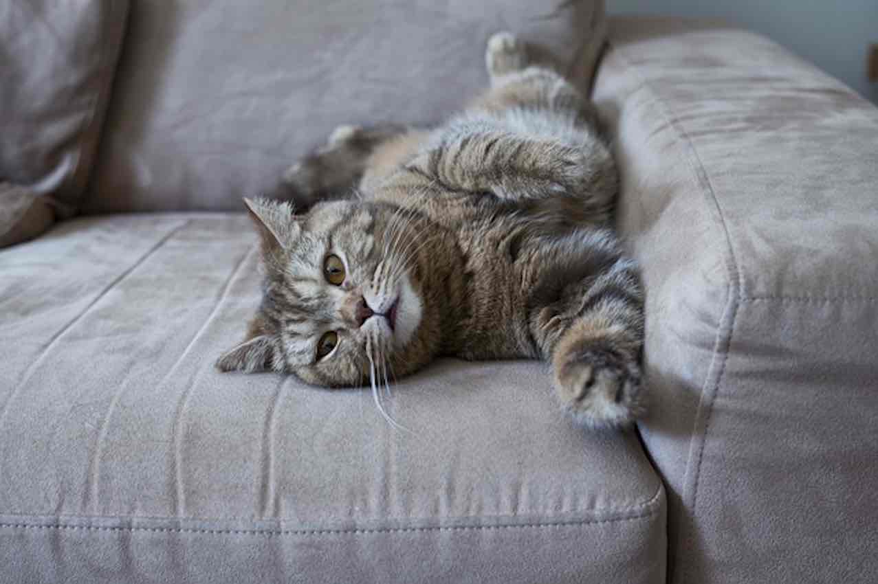 Pourquoi procrastiner ? Un chat s'étirant sur un canapé. 