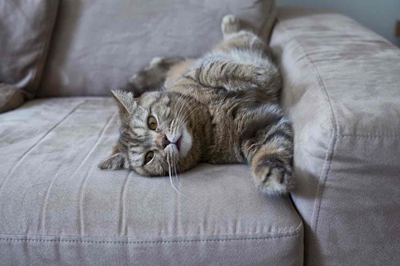 Pourquoi procrastiner ? Un chat s'étirant sur un canapé.