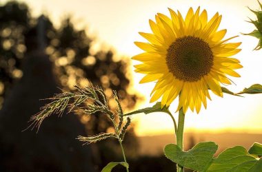 Etre radin. L'exemple de MA ferme autonome. Une fleur de tournesol.