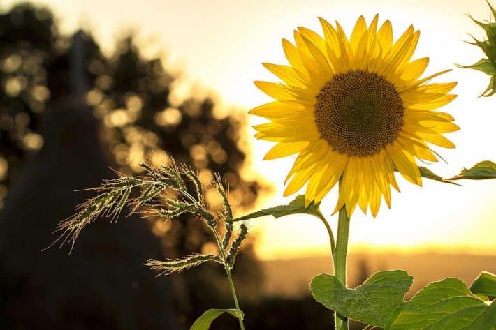 Etre radin. L'exemple de MA ferme autonome. Une fleur de tournesol.